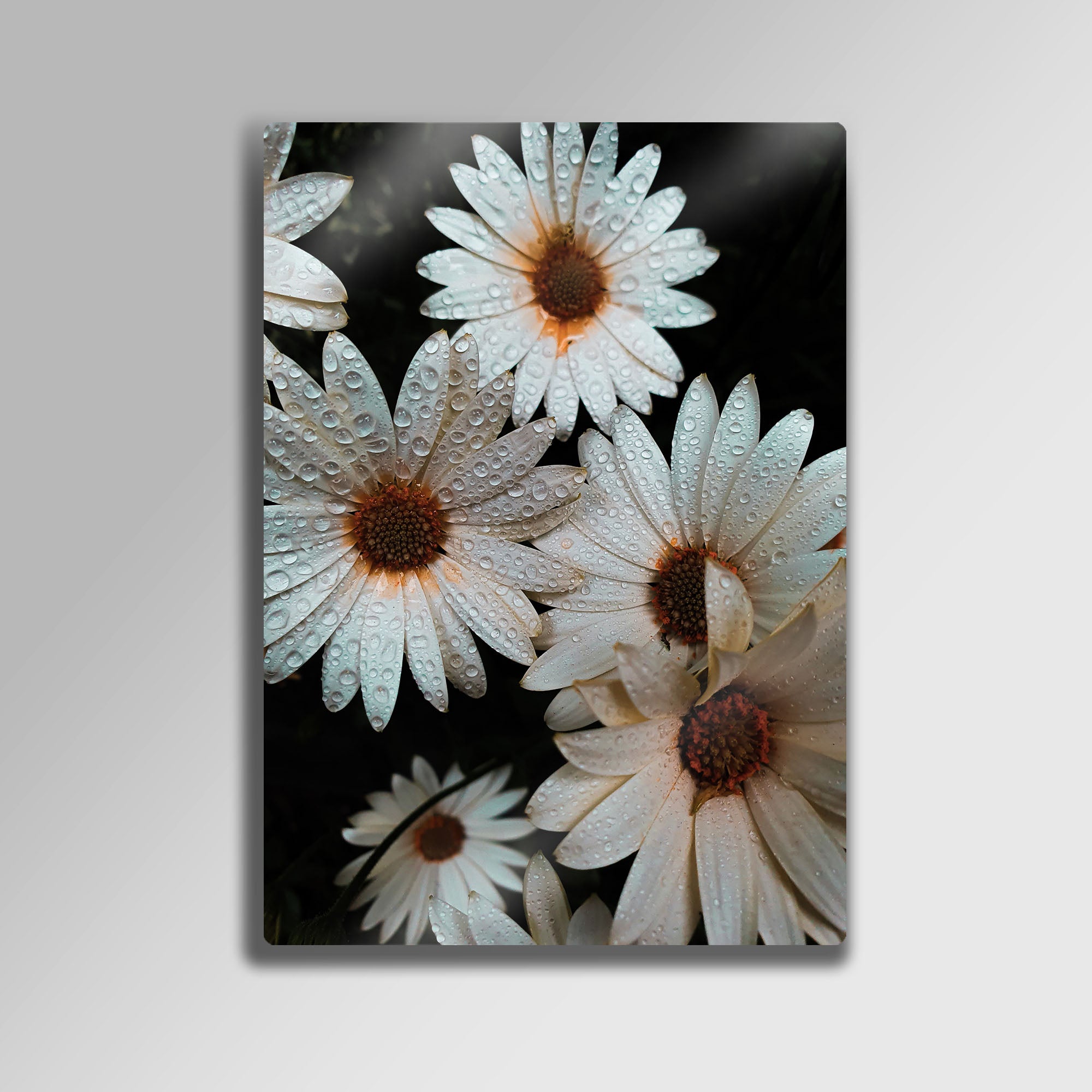 Yağmur Damlalı Papatyalar - Metal Tablo