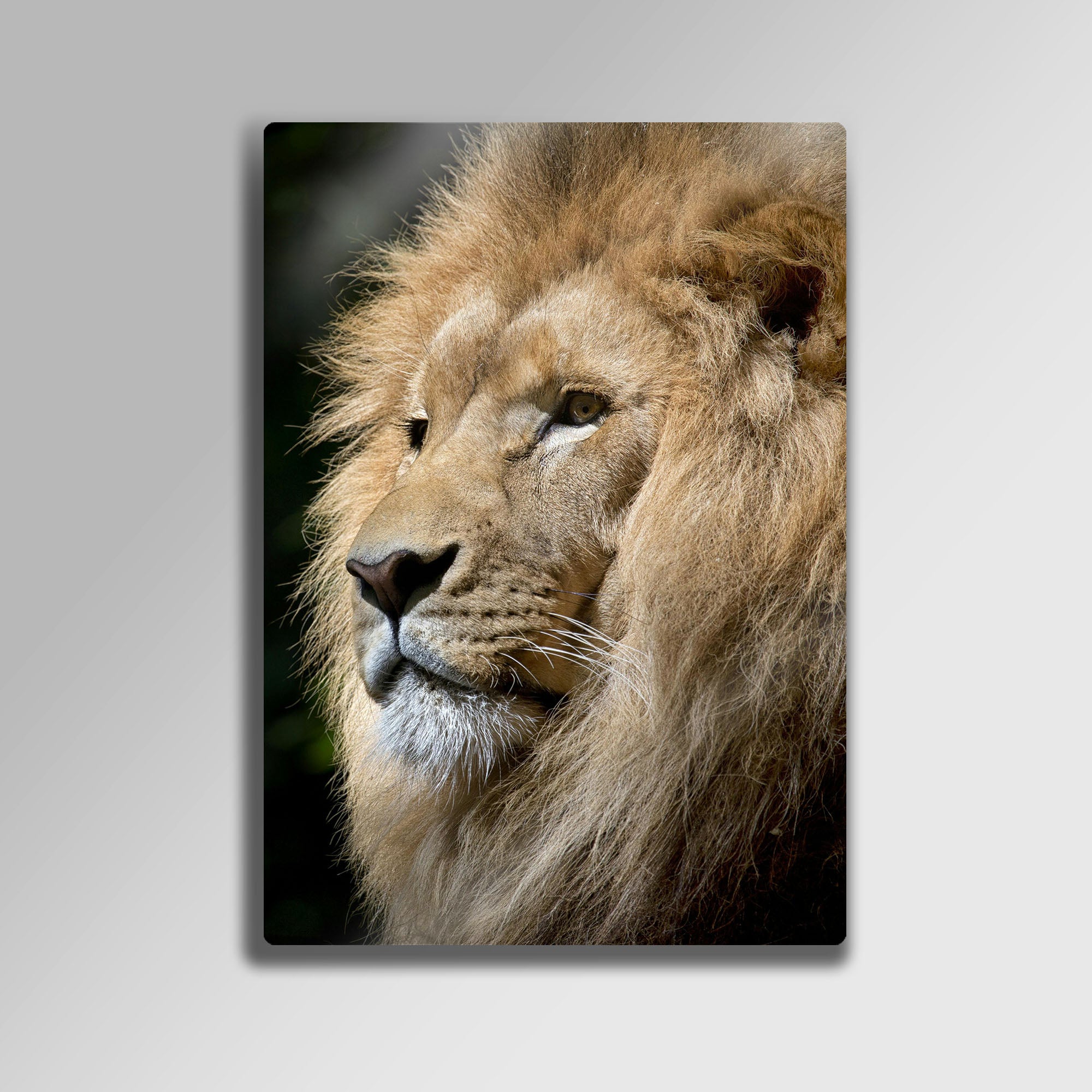 Asil Aslan Portresi - Metal Tablo