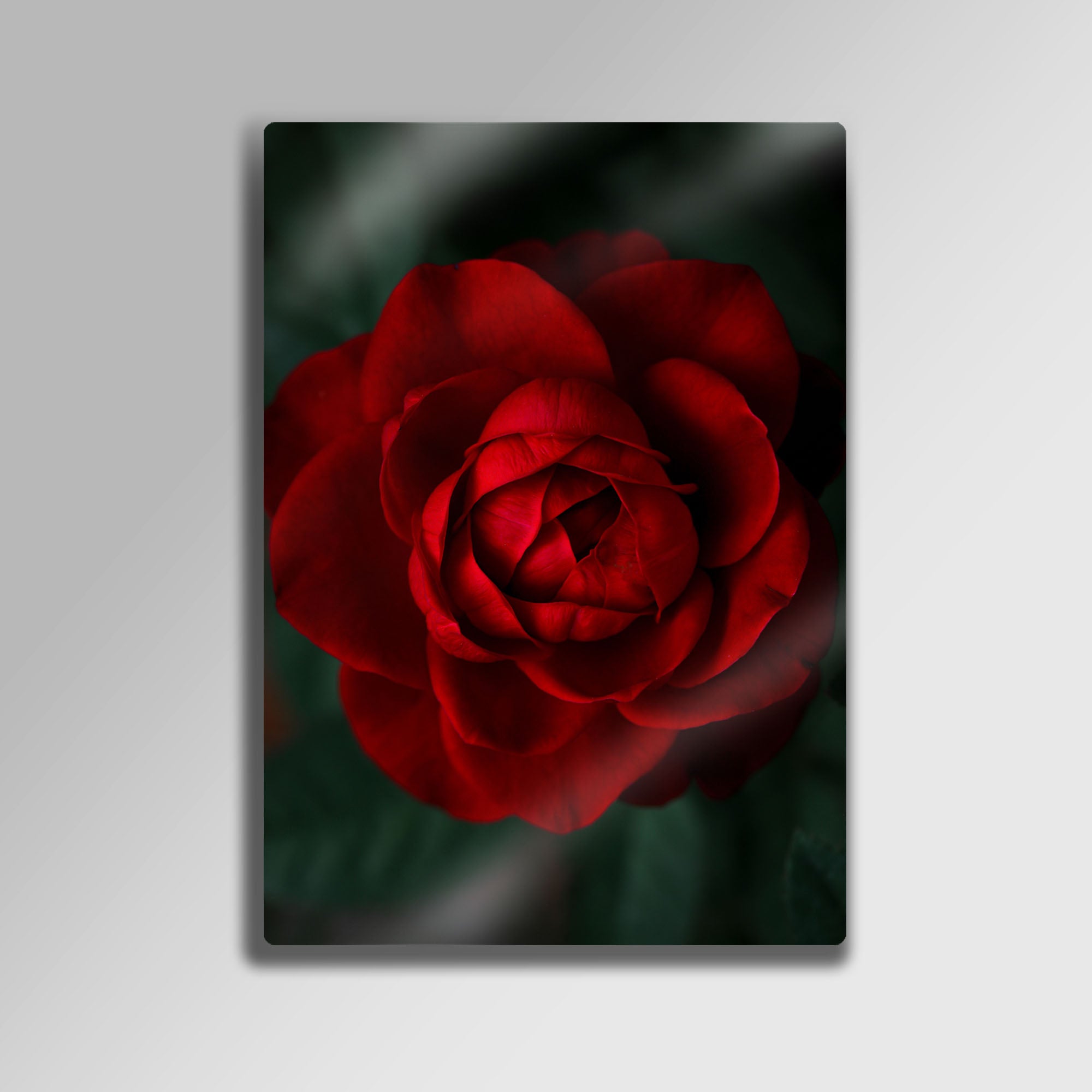 Kadife Kırmızı Gül - Metal Tablo