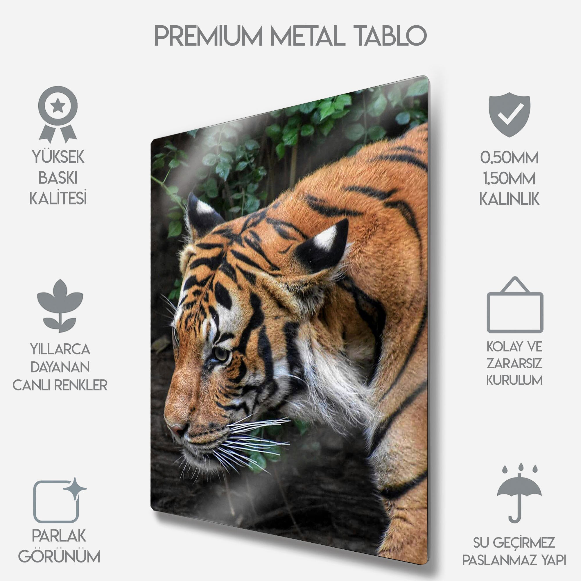 Asil Kaplan Portresi - Metal Tablo