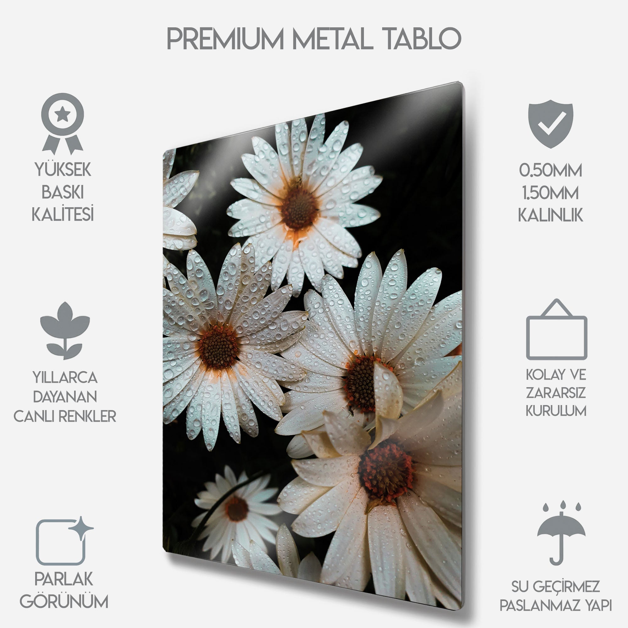 Yağmur Damlalı Papatyalar - Metal Tablo
