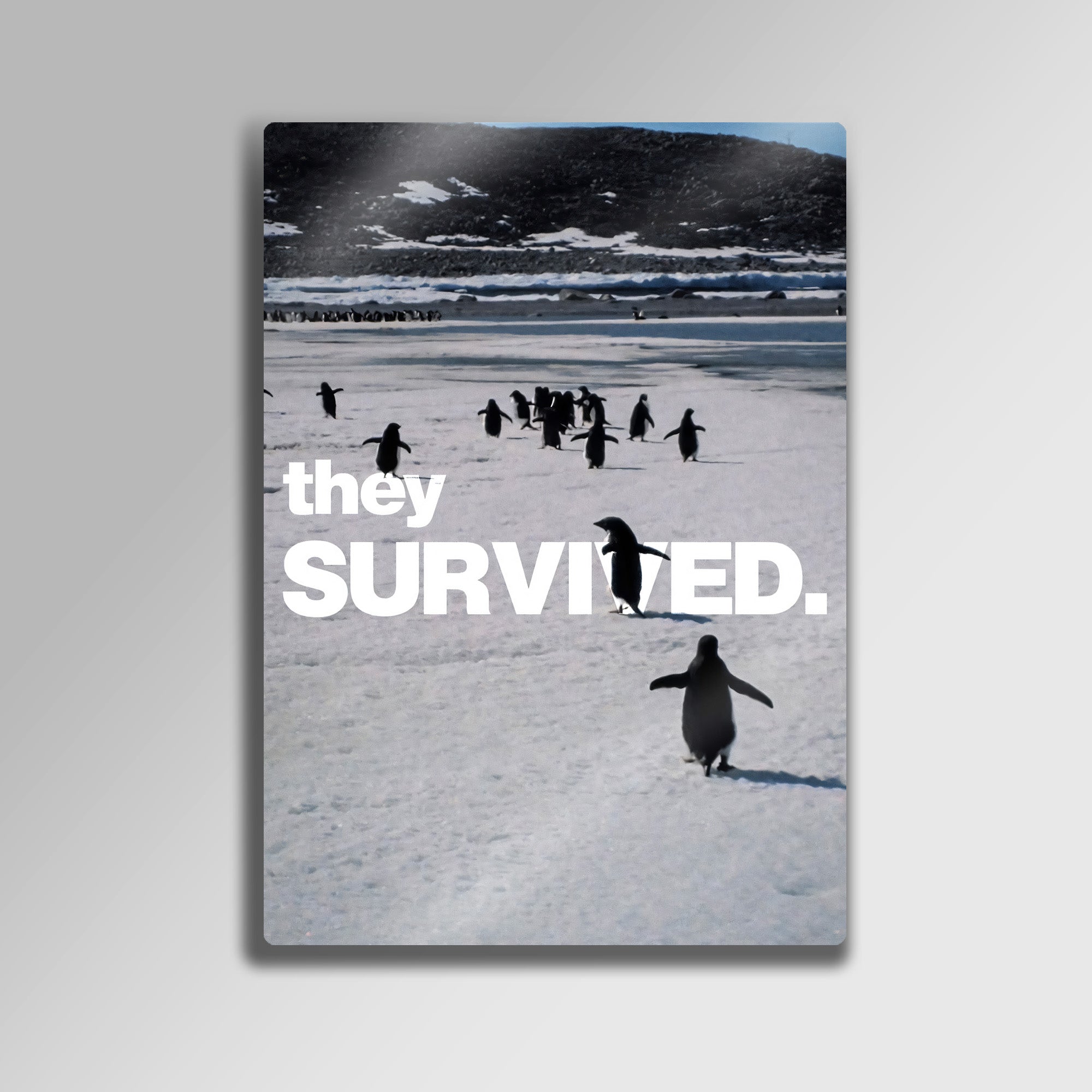 But Why, Nihilist Penguen, Penguin Motivasyon - Metal Tablo