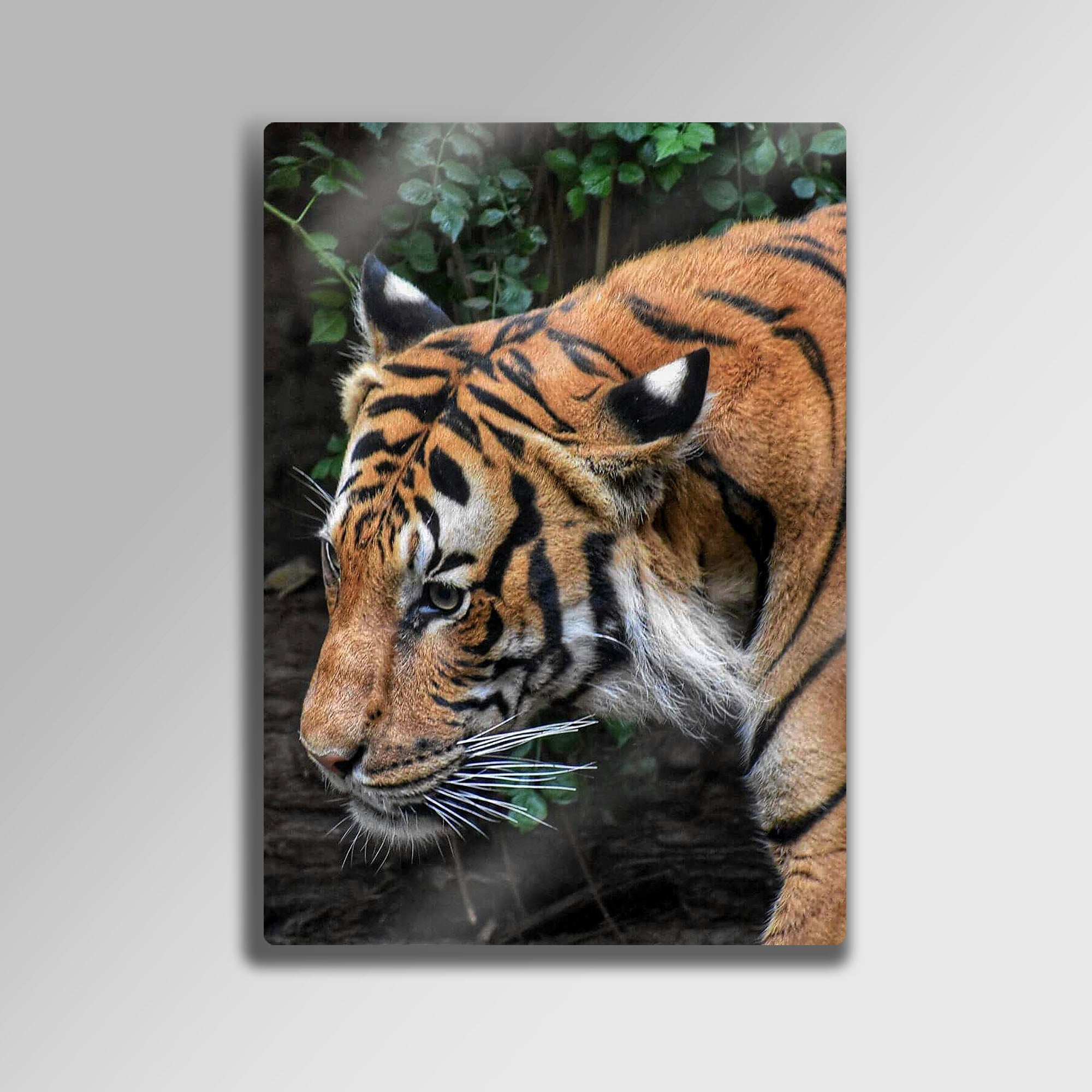 Asil Kaplan Portresi - Metal Tablo