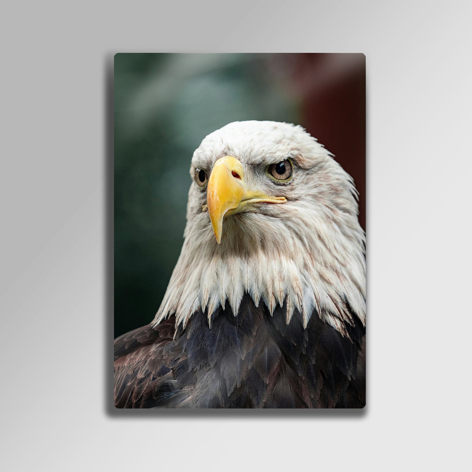 Kartal Portresi Doğa Temalı - Metal Tablo
